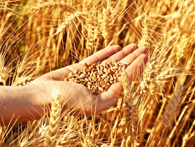 Grains