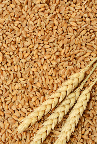 Qingdao Vital Grain Agricultural Development Co., Ltd - Vital